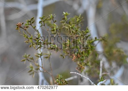 Creosote Bush Leaves Up Close In Arizona Desert