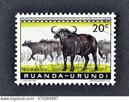 Cancelled Postage Stamp Printed By Rwanda, That Shows Buffalo, Circa 1959.