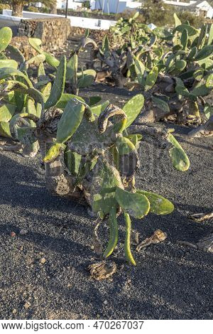 Detail Of Cactus Plant With Cochineal On Leaf