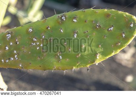 Detail Of Cactus Plant With Cochineal On Leaf