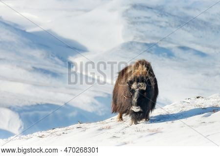 Close Up Of A Musk Ox In Dovrefjell Mountains In Winter, Norway.