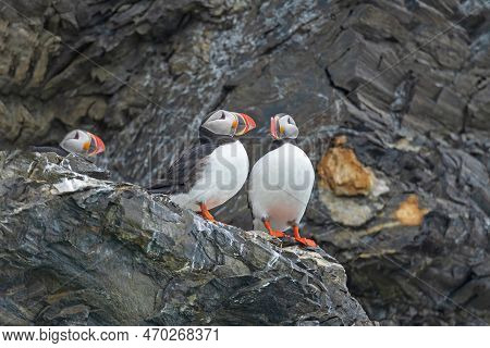 A Pair Of Atlantic Puffins On A Cliff In The Svalbard Islands