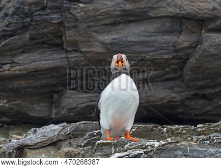Open Mouth View Of An Atlantic Puffin In Teh Svalbard Islands In Norway