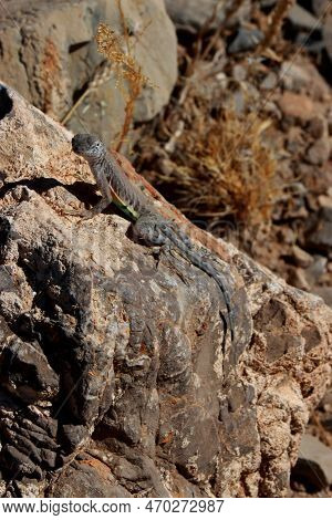 Close Up Of A Lizard In The Mountains Of Texas, Usa