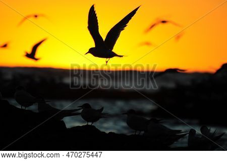 A Flock Of Seagulls And Other Seabirds Hover Over Some Rocks Off The Coast Of Uruguay, With An Inten