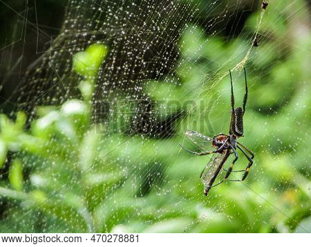 Web Spider Or Trichonephila Clavipes On A Spider Web In The Armacao Area, Santa Catarina, Brazil