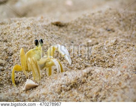 Small White And Yellow Crab Or Ocypode Quadrata On Armacao Beach, Digging Its Den In The Sand Of The