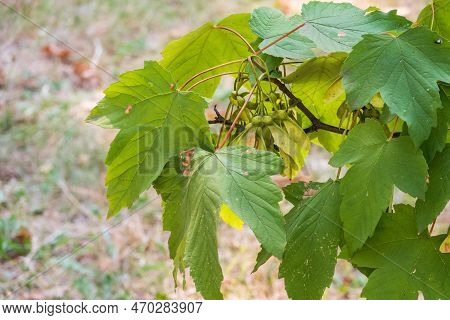 Summer Branches Of Maple Tree With Green Leaves And Seeds