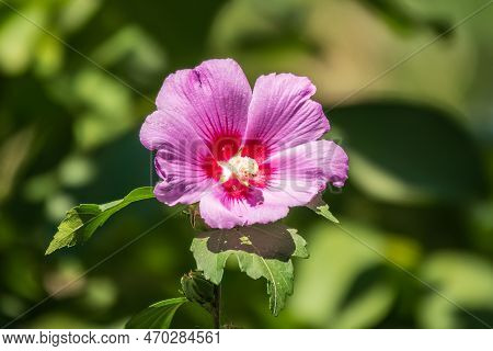 Pink Flowers Of Hibiscus Moscheutos Plant Close-up. Hibiscus Moscheutos, Swamp Hibiscus, Rose Mallow