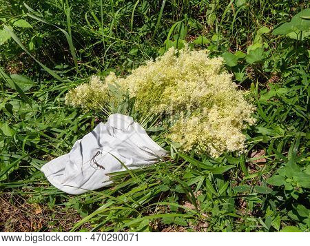 Collecting Of Medicinal Herbs, A Bunch Of Meadowsweet (filipendula Ulmaria) Flowers In A Sack.