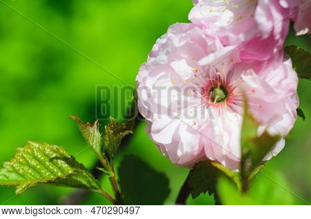 Lush Pink Amygdalus Flower On Green Blurred Background.