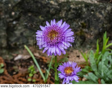 Close Up Shot Of The Alpin Aster Or Blue Alpine Daisy (aster Alpinus) Flowering With Large Daisy-lik