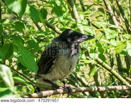 Close-up Shot Of The Juvenile Hooded Crow (corvus Cornix) With Dark Plumage With Blue And Grey Eyes 