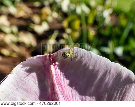 Close-up Of The Cucumber Green Spider (araniella Cucurbitina) On A Pink Flower Petal Of A Tulip In A