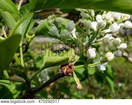 Close-up Shot Of A Couple Of The Adult Sloe Bugs Or Hairy Shieldbugs (dolycoris Baccarum) Mating On 