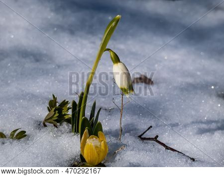 The Spring Snowflakes - Leucojum Vernum - Single White Flowers With Greenish Marks Near The Tip Of T