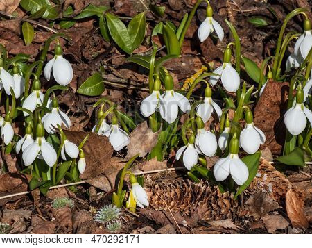 Close-up Of A Group Of Snowdrops (galanthus Fosteri) In Full Bloom Growing In Garden In Bright Sunli
