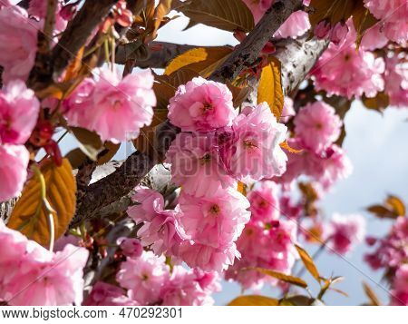 Beautiful, Pink Cherry Blossoms Of The Japan Pink Sakura Flowers Flowering On The Branches And Stems