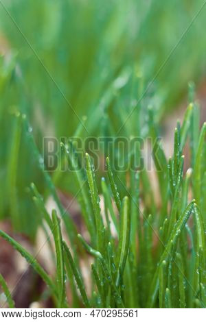 Close Up Tall Thick Grass With Water Droplets Concept Photo. Dew Drops On Plants. Front View Photogr