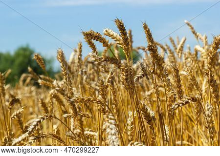 Backdrop Of Ripening Ears Of Yellow Wheat Field On The Sunset Cloudy Orange Sky Background. Copy Spa