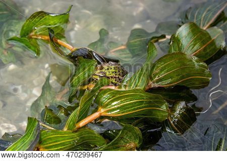 A Green Frog, Lithobates Clamitans, Rests On A Cameo Near A Pond.