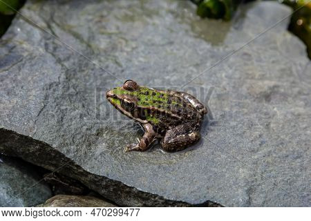 A Green Frog, Lithobates Clamitans, Rests On A Cameo Near A Pond.