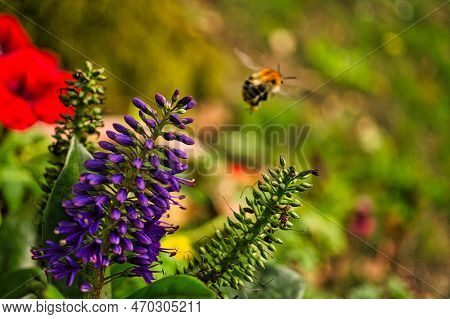 A Bumblebee Taking Off From A Butterfly Lilac Flower. The Bumblebee Is Collecting Nectar. Purple Pin