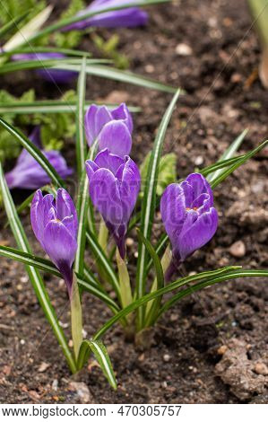 Herbaceous Plant, Purple Flowers, Spring Crocuses, Corms, Nature, White Stripe, Blue-flowered, Close