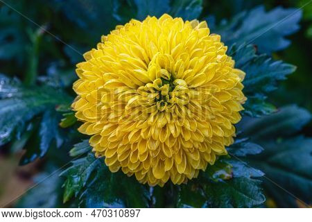 Pompon Dahlias Flowers In The Garden