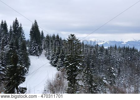 Winter Landscape With Dark Spruse Trees Of Snow Covered Forest In Cold Mountains.