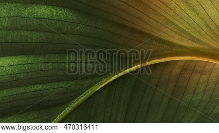 A Image Of Calathea Orbifolia Leaves Patterned Background