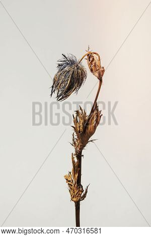 Dried Blue Thistle Flower On A Gray Background