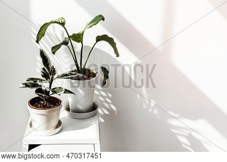 Tropical Plants By A White Wall With Window Shadow