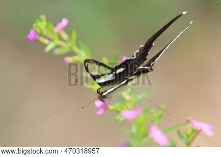 The Lamproptera Curius White Dragontail, Beautiful Butterfly