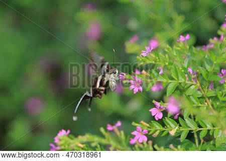 The Lamproptera Curius White Dragontail, Beautiful Butterfly