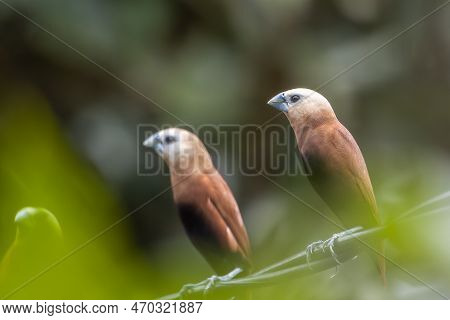 A Pair Of White Headed Estrildidae Sparrows Or Estrildid Finches Perched On A Power Line Swaying In 
