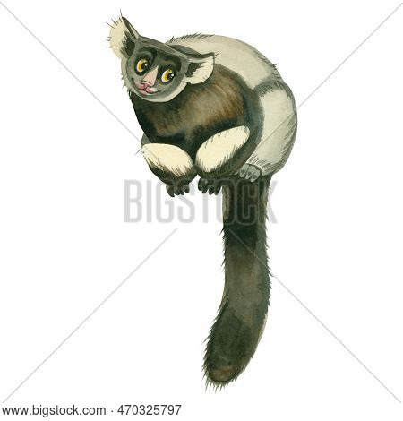 Obeyana. Watercolor Drawing Of A Gibon Monkey With A Fluffy Tail Hand Drawn In Watercolor On A White