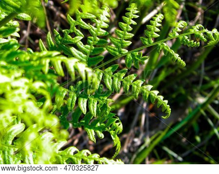 Close Up Of Green Leaves Of Green Fern (polypodiopsida Cronquist) . Nature Background, Floral Concep