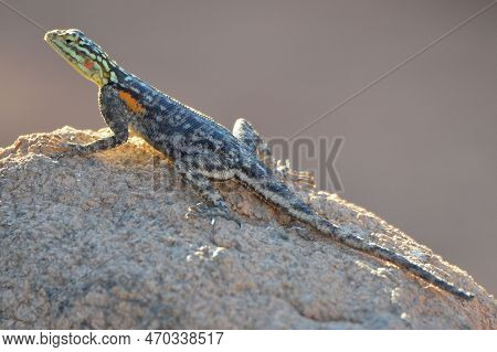 Portrait Of A Female Namib Rock Agama, Namibia