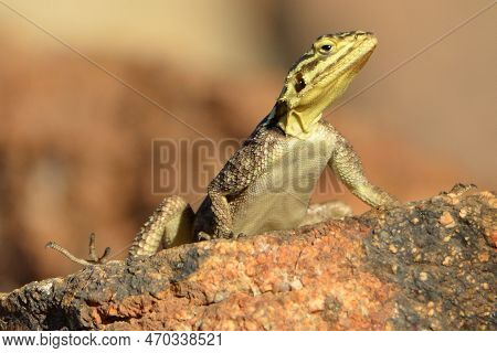 Portrait Of A Female Namib Rock Agama, Namibia
