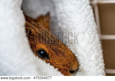 Guinea Pig Relaxing In A Warm Fleece Hideout