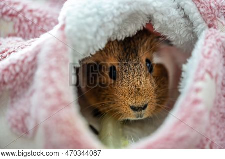 Guinea Pig Relaxing In A Warm Fleece Hideout