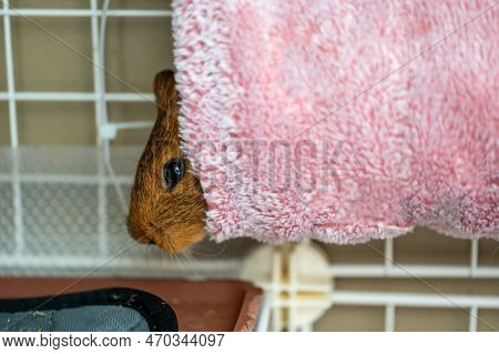 Guinea Pig Relaxing In A Warm Fleece Hideout
