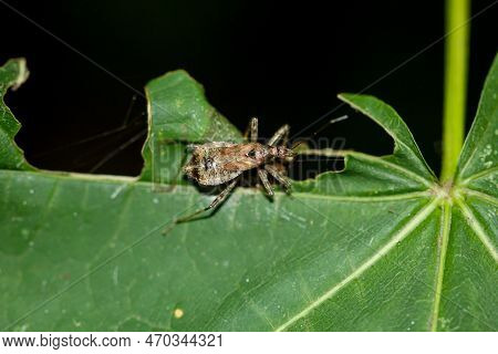 A Longhorn Bush Predator Himacerus Apterus On A Plant.