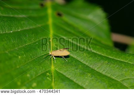 A Fruit Tree Rot Moth On A Leaf Of A Tree.