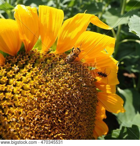 The Helianthus Sunflower Is A Genus Of Plants In The Asteraceae Family. Annual Sunflower And Tuberou