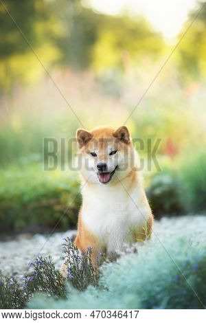 Beautiful And Happy Red Shiba Inu Dog Sitting In The Park At Golden Sunset In Summer. Cute Japanese