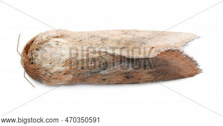 One Beautiful Brown Moth Isolated On White, Top View