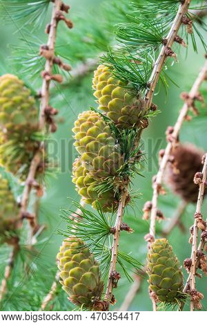Larch Branches With Cones On Green Leaves Background. Natural Backcground