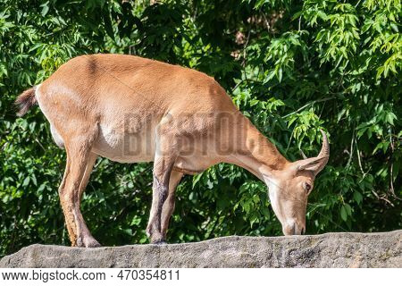 Mountain Goat Or East Caucasian Tur, Female, Latin Name Carpa Cylindricornis. It Is Critically Endan